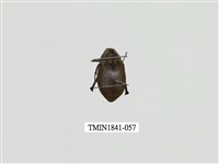 藏品(菲律賓產昆蟲)的圖片